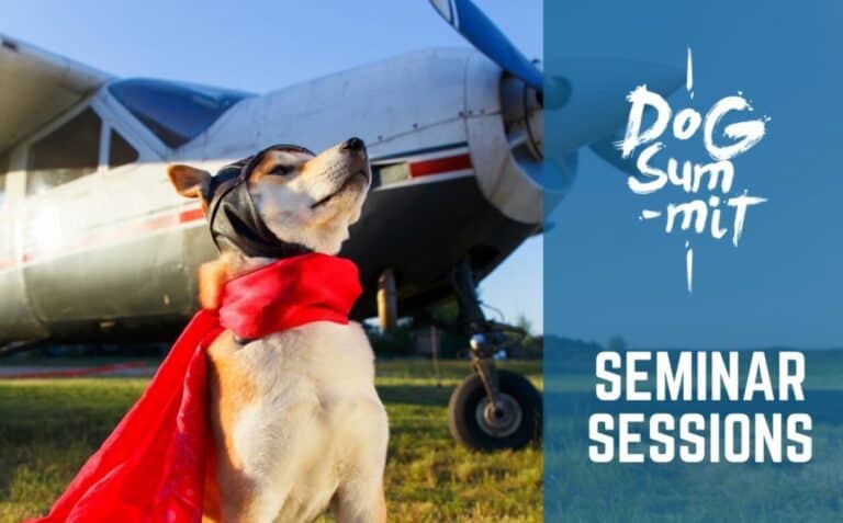 Braga recebe Dog Summit