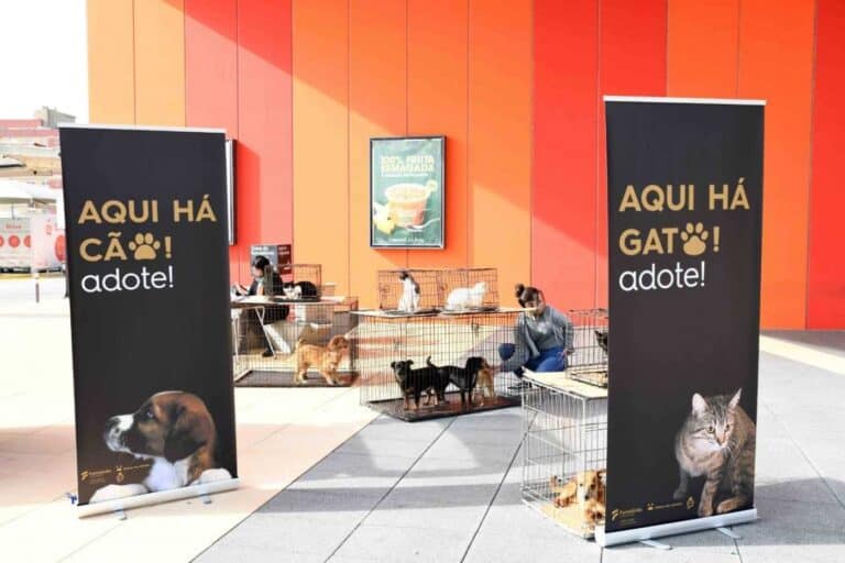 Este fim-de-semana pode adoptar um animal em Famalicão