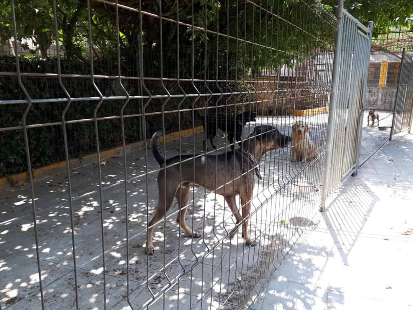 CMB estabelece parceria para acolhimento de animais de pessoas infectadas