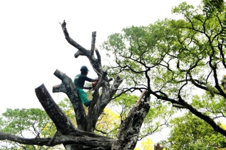 Abate de árvores leva Bloco de Esquerda a reivindicar plano arbóreo