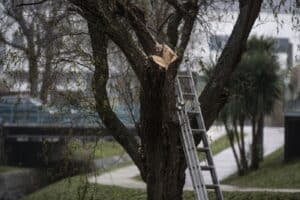 CMB vai mesmo avançar com abate de 130 árvores