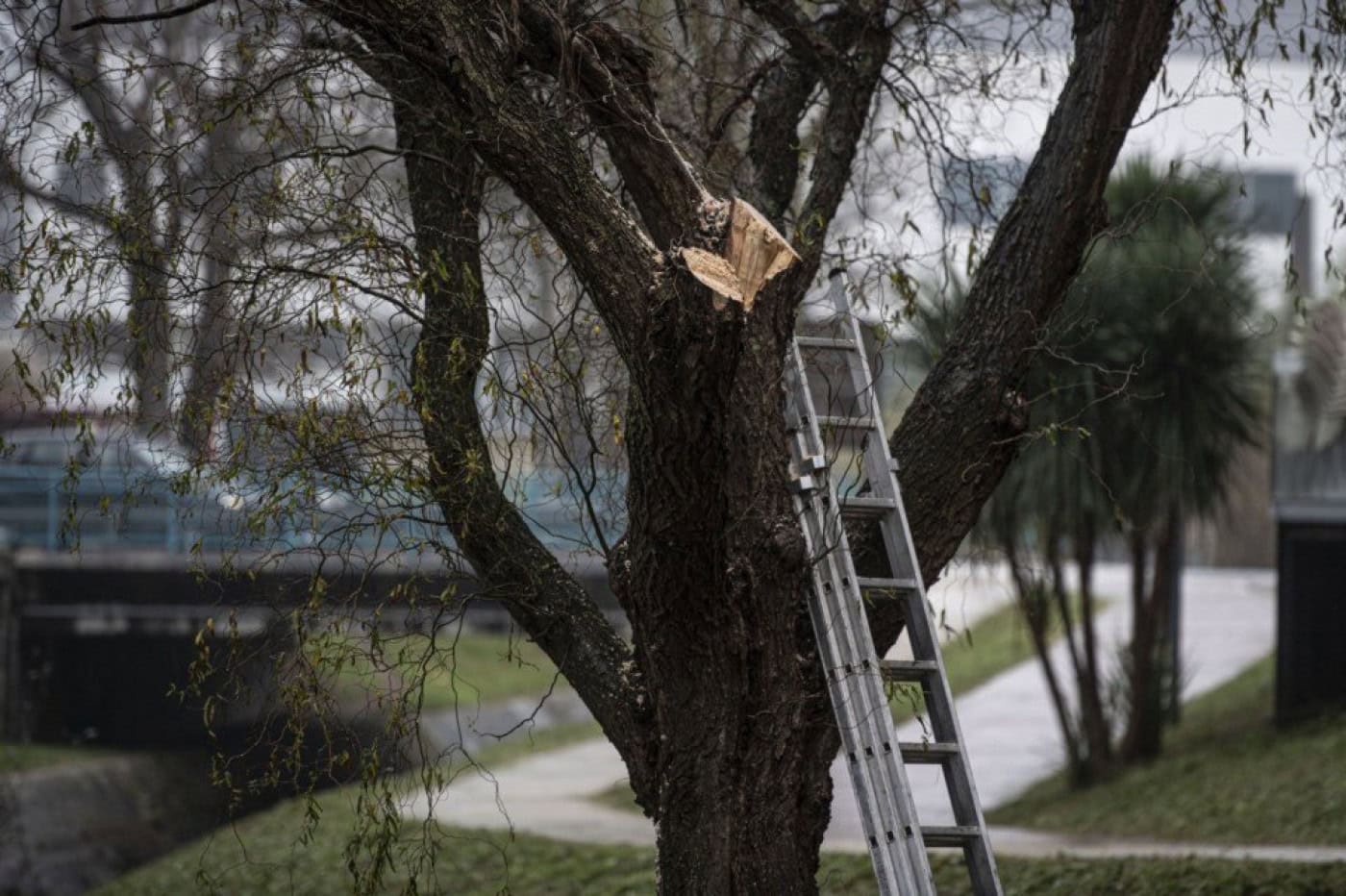 CMB vai mesmo avançar com abate de 130 árvores