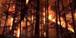 Menos incêndios em tempo de pandemia