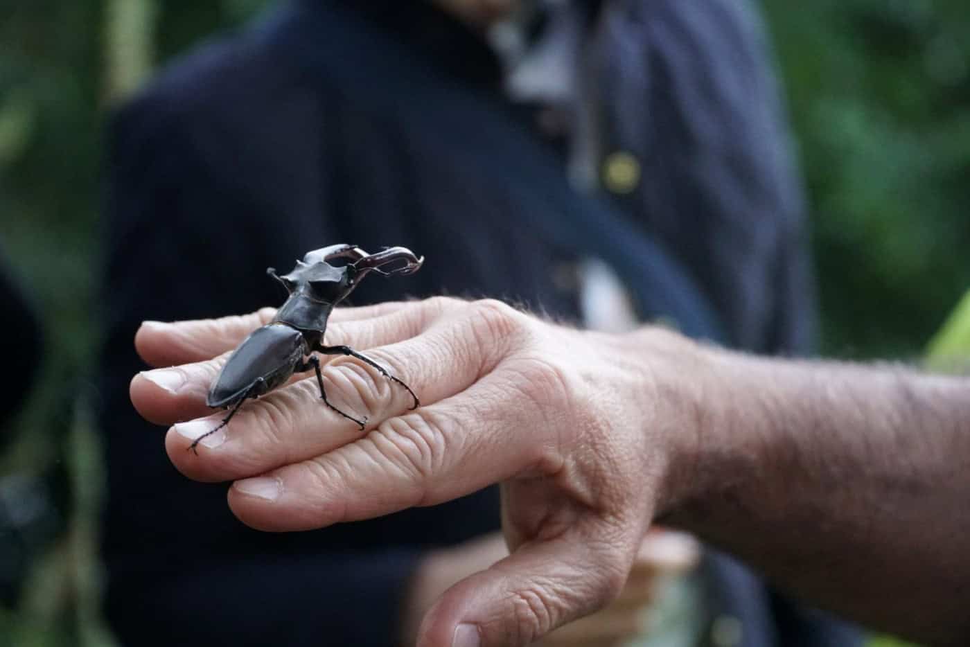 Planetário de Braga junta-se a acção dedicada à preservação do maior escaravelho da Europa