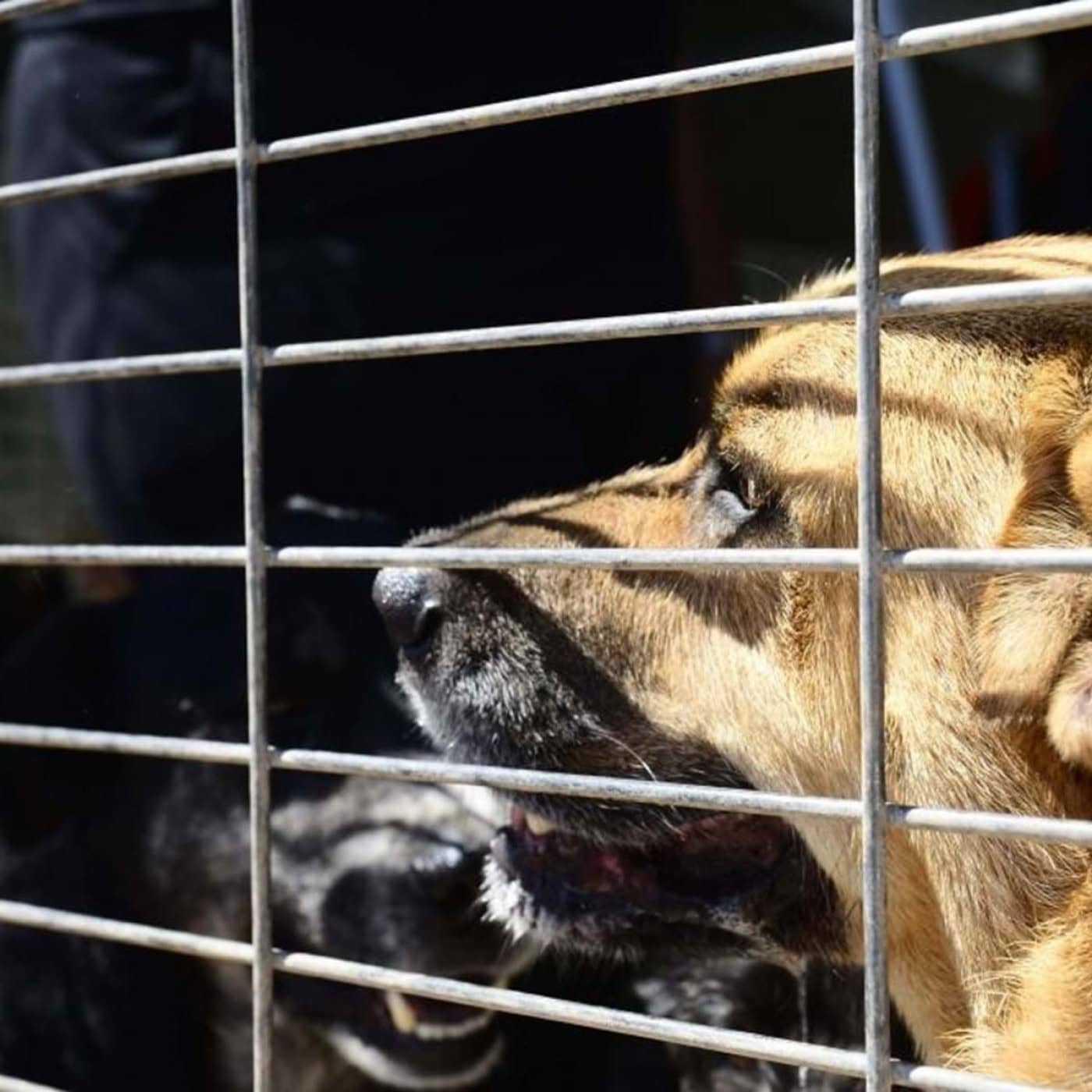 Dezenas de animais morreram carbonizados em canil de Santo Tirso