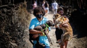 Petição sobre caso de animais no incêndio em Santo Tirso ultrapassa 100 mil assinaturas