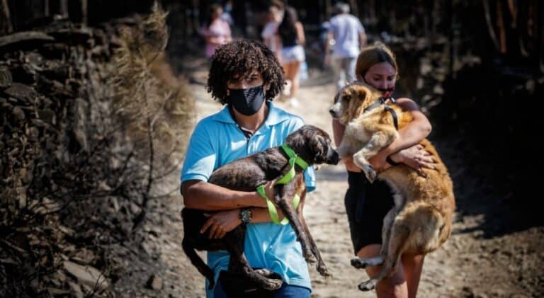 Petição sobre caso de animais no incêndio em Santo Tirso ultrapassa 100 mil assinaturas