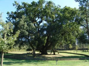 "Nos últimos 40 anos, metade das árvores de interesse público potencial desapareceram"