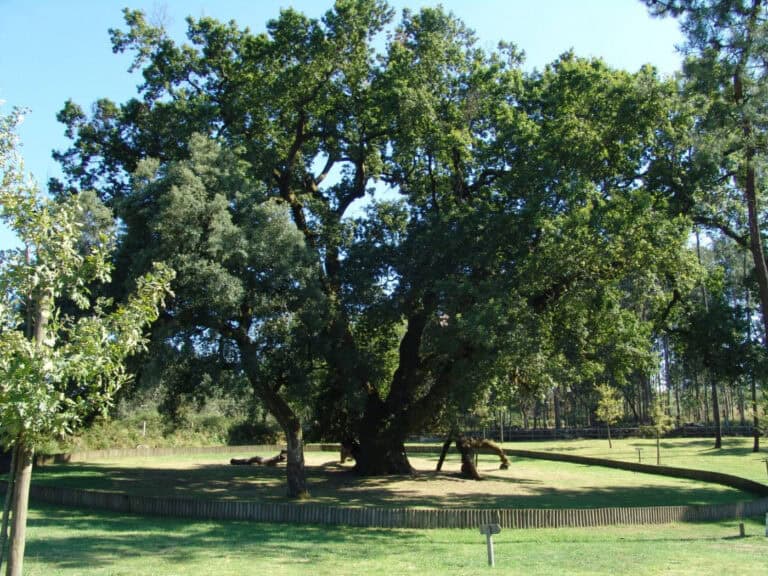 "Nos últimos 40 anos, metade das árvores de interesse público potencial desapareceram"