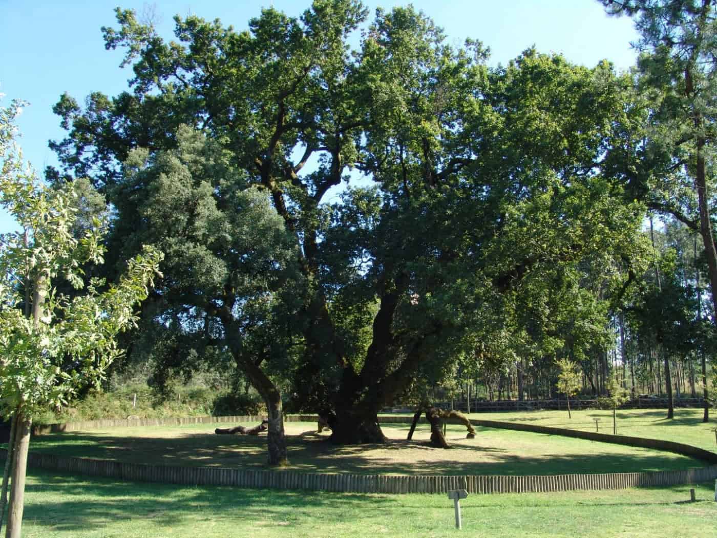 "Nos últimos 40 anos, metade das árvores de interesse público potencial desapareceram"