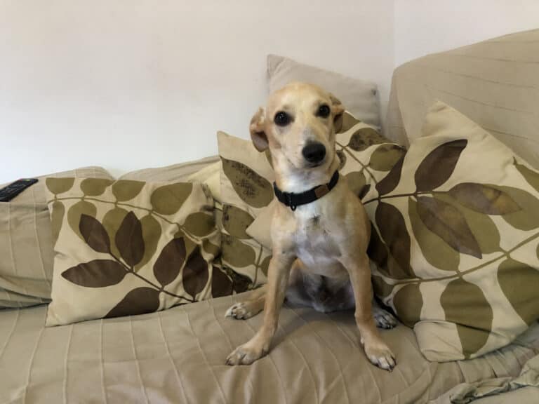 Uma epidemia chamada abandono&nbsp;