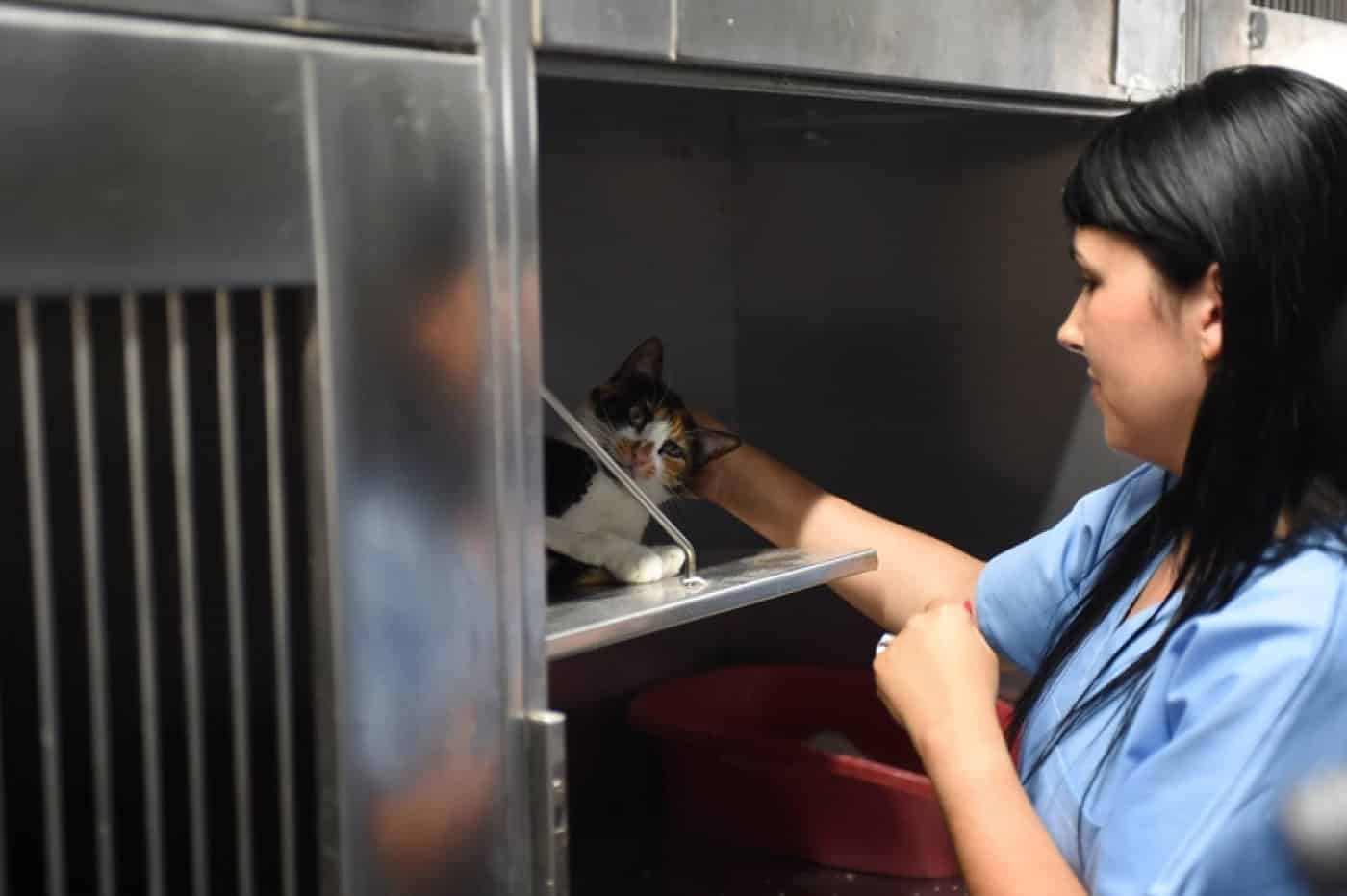 CMB incentiva e apoia com 15 mil euros esterilização de animais