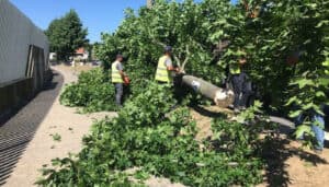 Verdes promovem conversa em Braga sobre a árvore em meio urbano
