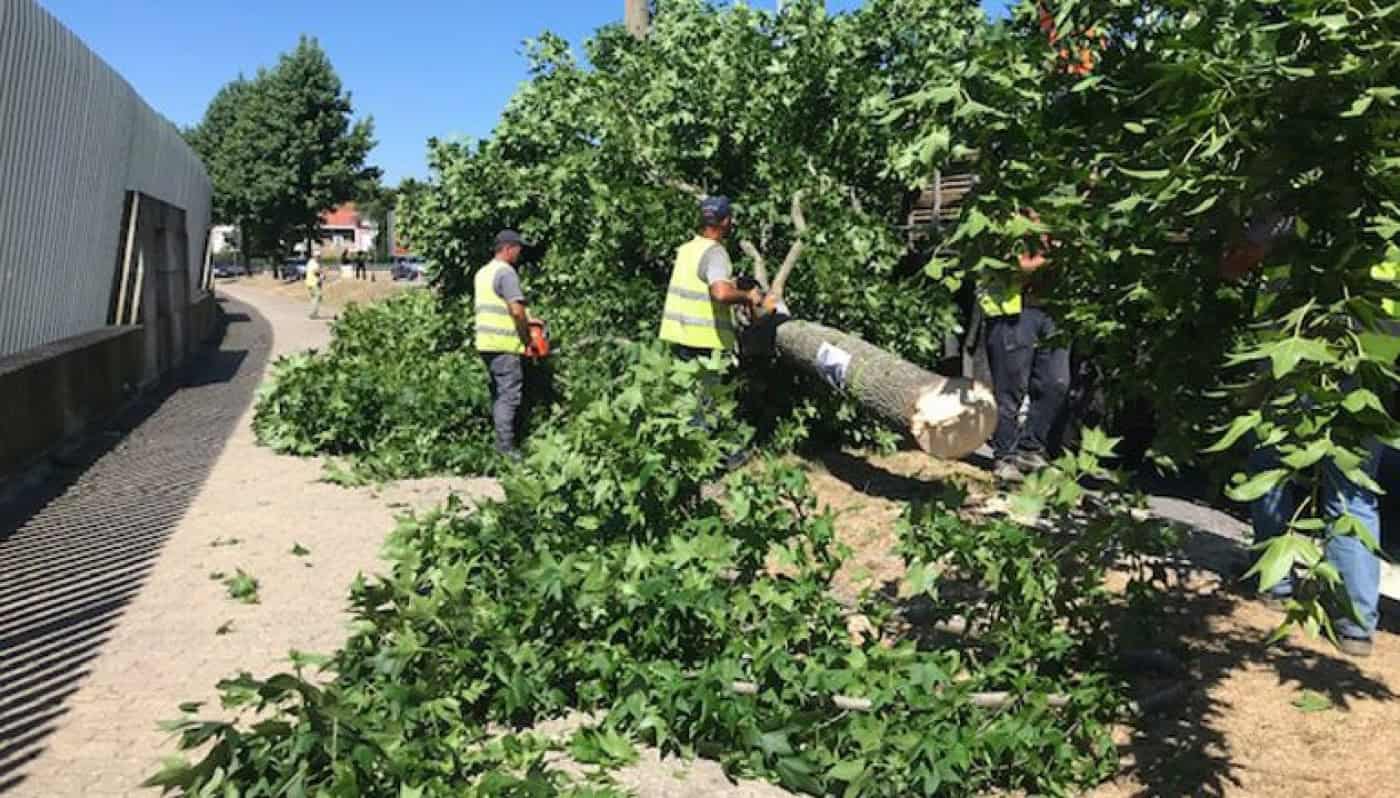 Verdes promovem conversa em Braga sobre a árvore em meio urbano