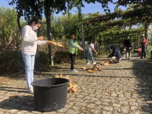 Desfolhada e vindima: as tradições que ultrapassam gerações