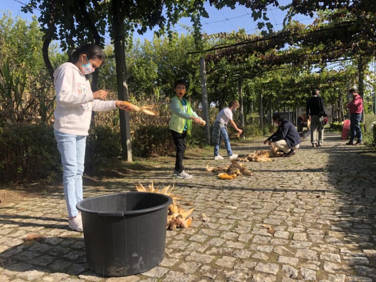 Desfolhada e vindima: as tradições que ultrapassam gerações