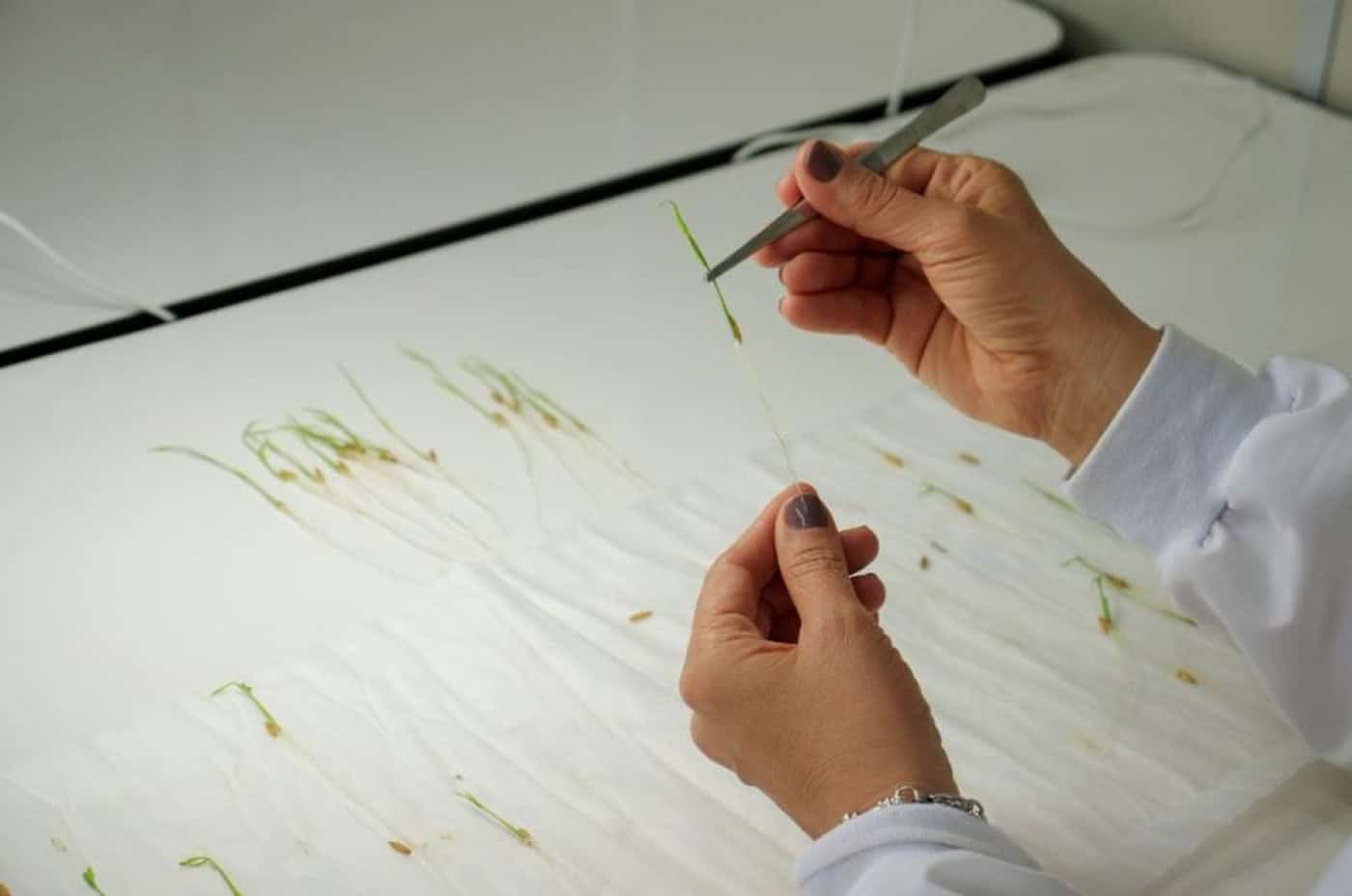 Bloco elabora projecto-lei pela defesa da variedade de sementes agrícolas