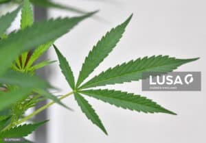 Padrões de consumo de canábis dos jovens portugueses entre os mais problemáticos da Europa