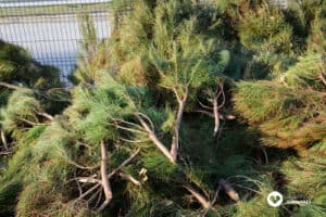 Câmara Municipal de Guimarães oferece Pinheiros de Natal