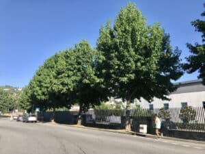 Obra da variante da Encosta pode implicar abate de 50 árvores