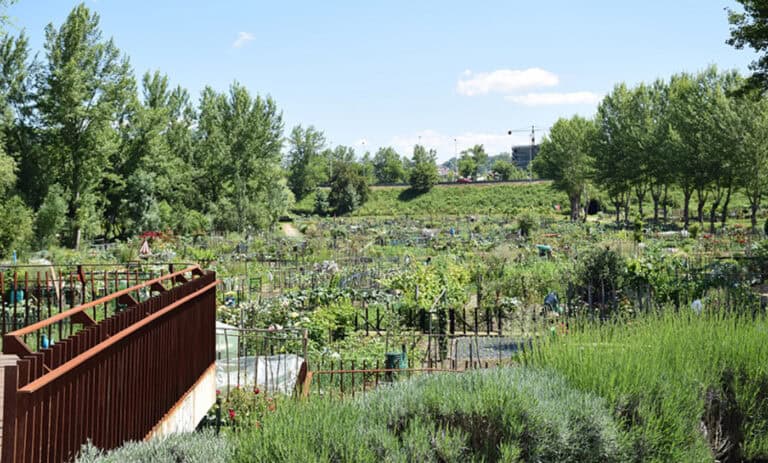 PAN Guimarães quer reduzir o uso de plástico nas hortas comunitárias