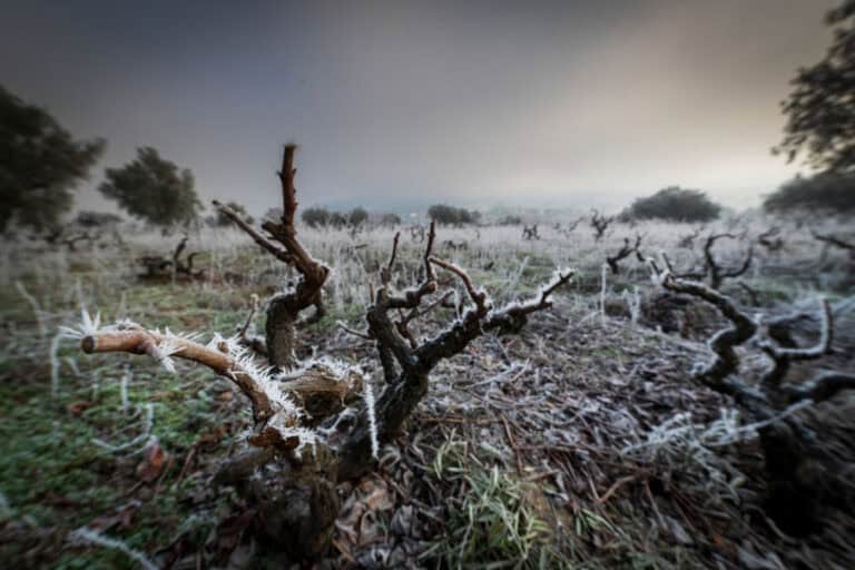 Oito distritos do continente sob aviso amarelo até sábado devido ao frio
