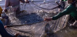 Eurodeputada eleita por Braga defende inclusão de pescadores na sustentabilidade do mar
