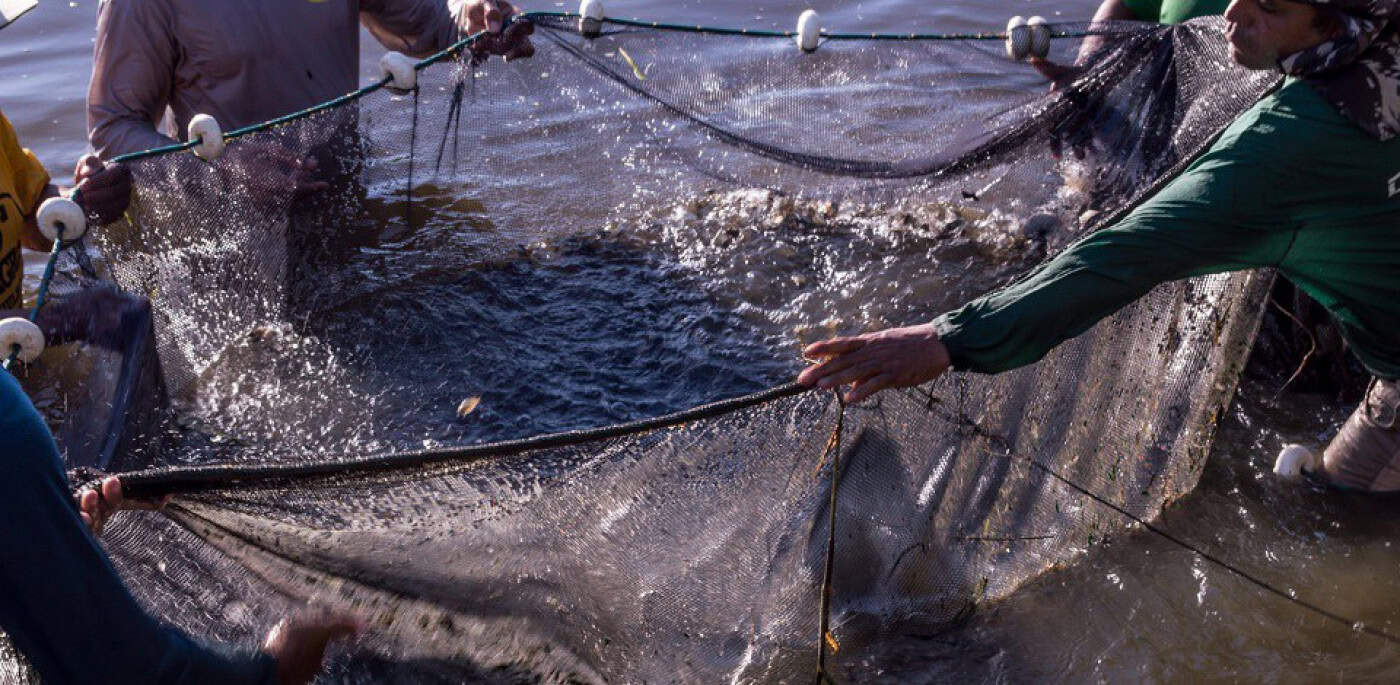 Eurodeputada eleita por Braga defende inclusão de pescadores na sustentabilidade do mar