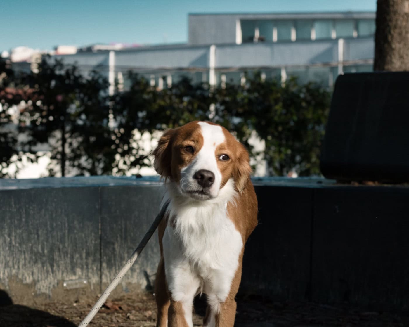 ABRA precisa de ajuda para continuar a assistir amigos de quatro patas