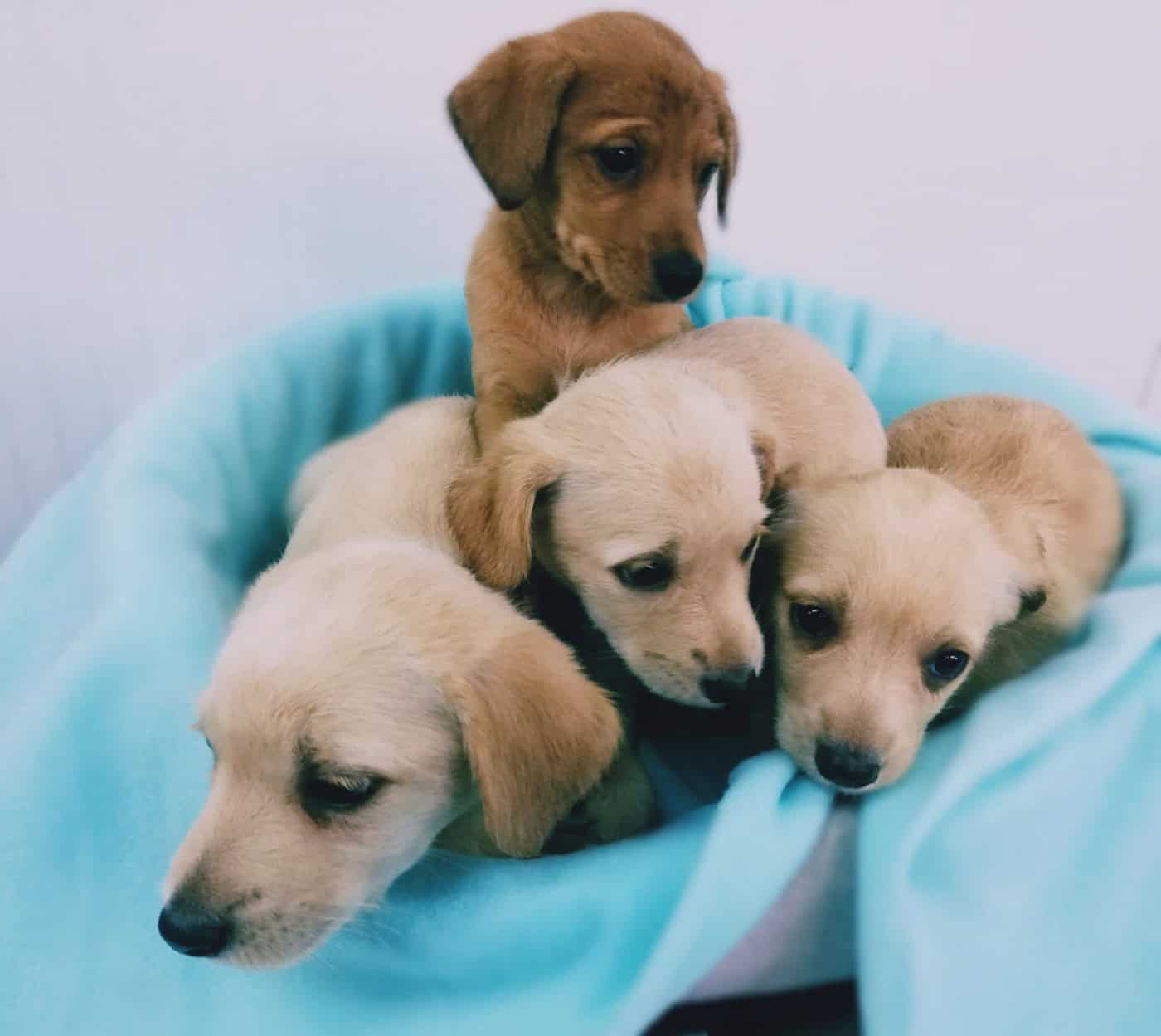 Famalicão mais do que duplica valor investido em cheques veterinários