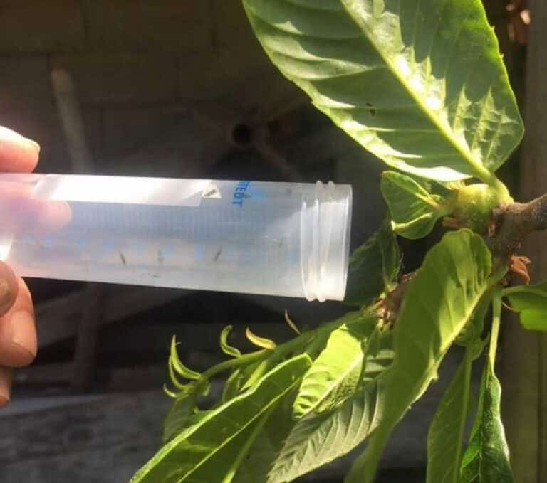 CMB apoia produtores no combate à ‘Vespa das galhas do castanheiro’&nbsp;&nbsp;