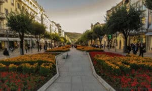 Câmara de Braga procede ao abate de 10 árvores infetadas na Av. da Liberdade