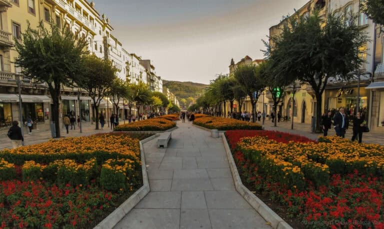 Câmara de Braga procede ao abate de 10 árvores infetadas na Av. da Liberdade