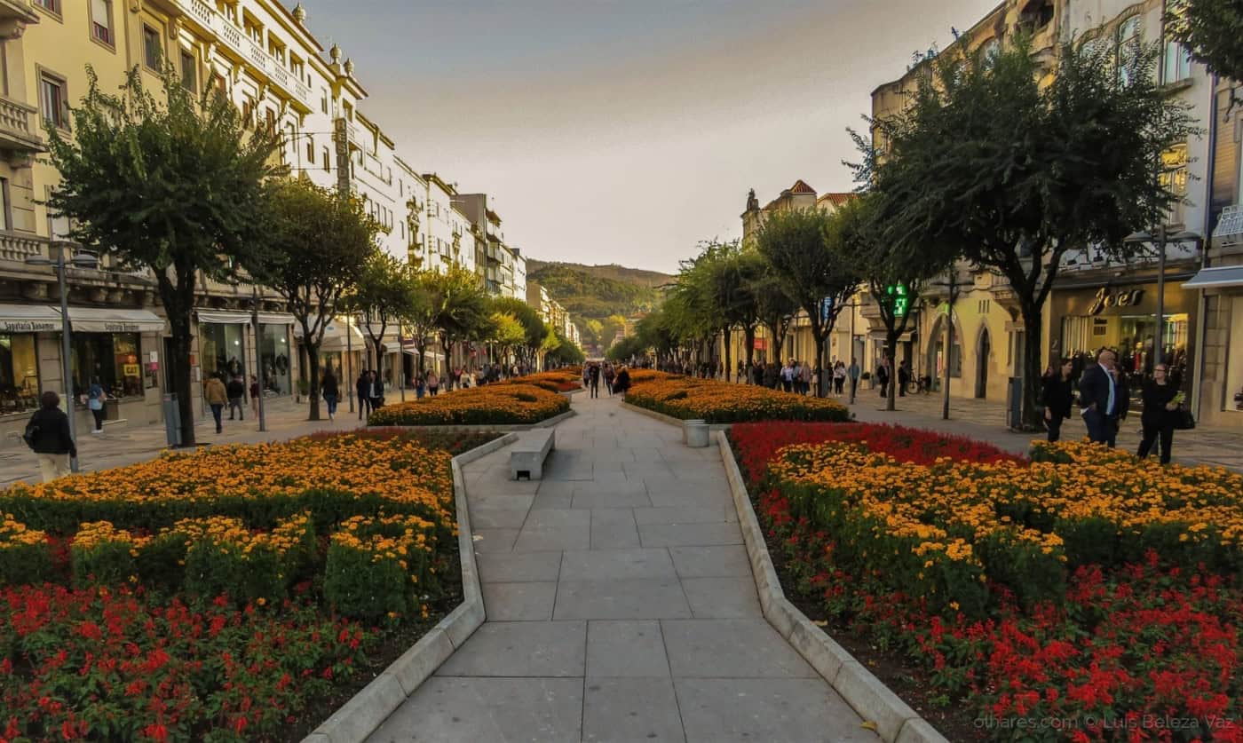 Câmara de Braga procede ao abate de 10 árvores infetadas na Av. da Liberdade