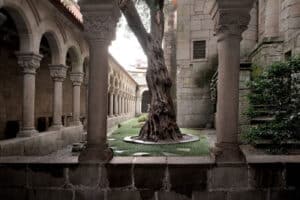 Oliveira do Museu de Alberto Sampaio classificada como Árvore de Interesse Público