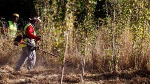 Chuva leva Governo a adiar prazo para proprietários limparem terrenos e prevenirem fogos