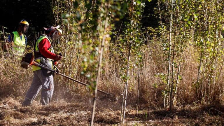 Chuva leva Governo a adiar prazo para proprietários limparem terrenos e prevenirem fogos