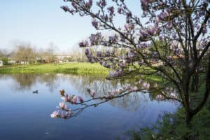 Guimarães celebra Festa da Primavera no digital