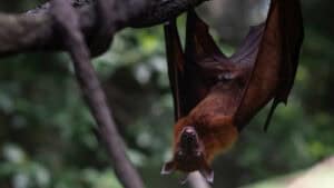 SARS-CoV-2 deverá ter passado de morcegos para humanos através de outro animal