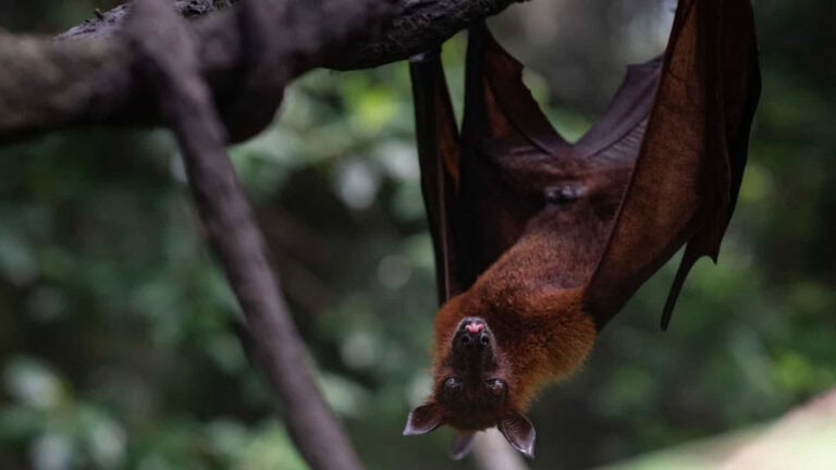 SARS-CoV-2 deverá ter passado de morcegos para humanos através de outro animal