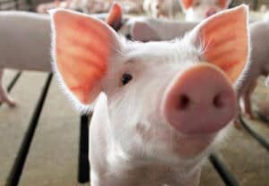 Exploração pecuária coloca população de Fradelos em "prisão domiciliária"