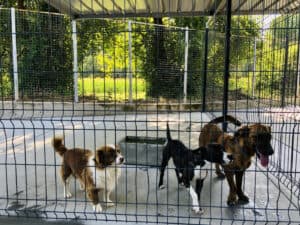 Canil Municipal de Braga vai ganhar nova localização em 2022