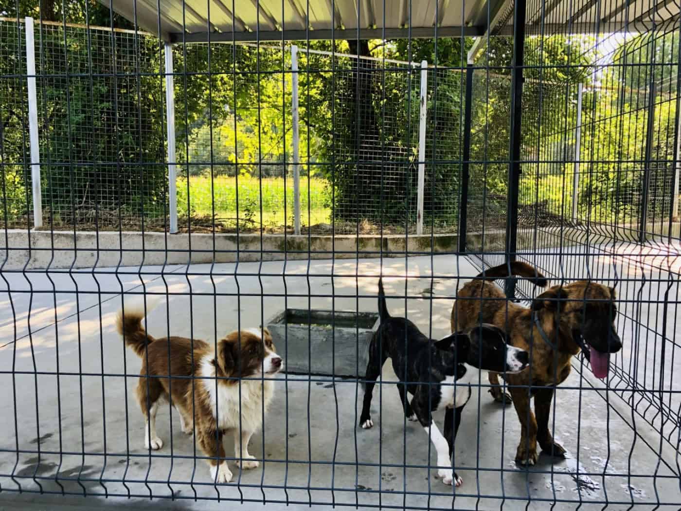 Canil Municipal de Braga vai ganhar nova localização em 2022