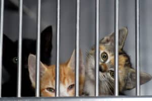 Governo vai atribuir este ano 10 ME para investimentos em bem-estar dos animais de companhia