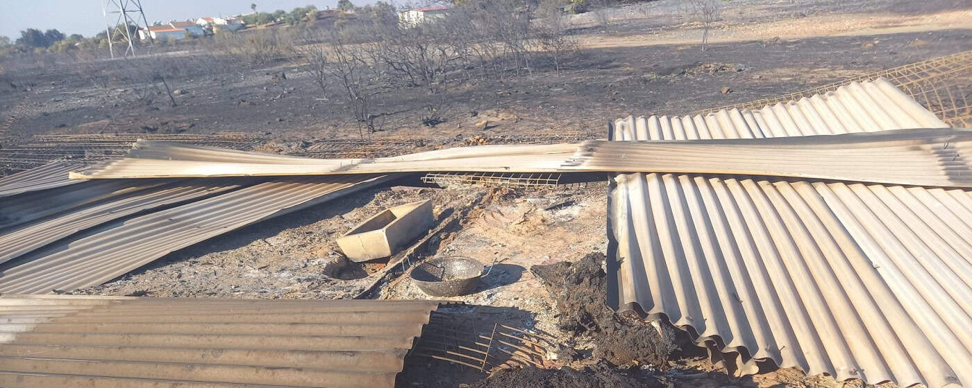 Governo abre inquérito à morte de animais em abrigo ilegal no Algarve