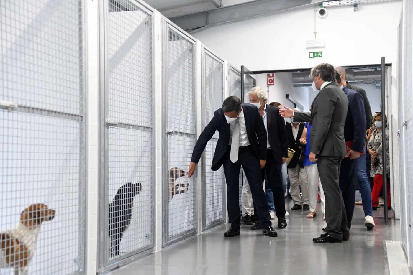 Canil de Famalicão. Cerca de 30 animais adotados por mês