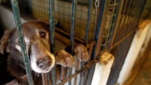 Governo lança apoios diretos no valor de 700 mil euros para associações zoófilas&nbsp;