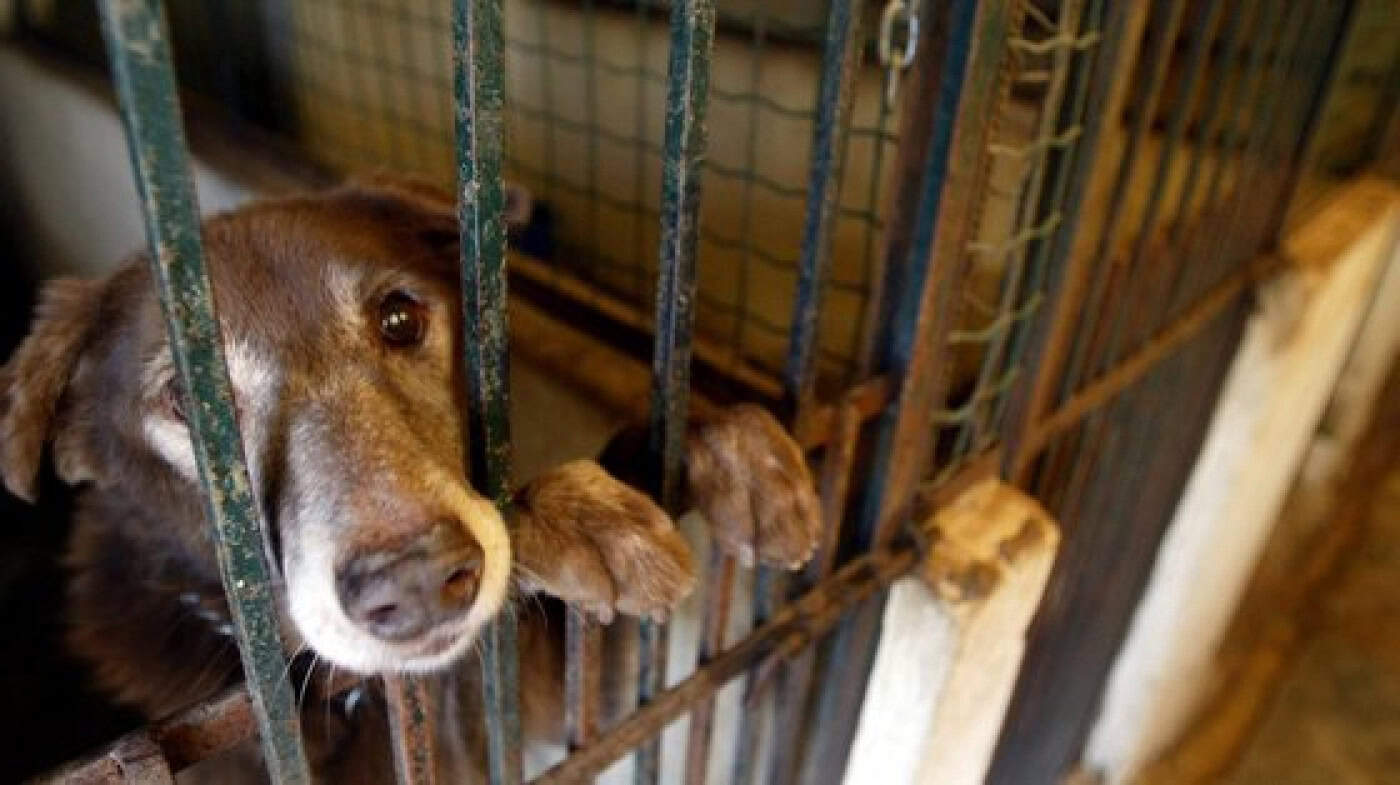 Governo lança apoios diretos no valor de 700 mil euros para associações zoófilas