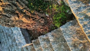 Cidadão denuncia “corte ilegal” de árvores no Parque das Camélias; CM Braga refuta acusações