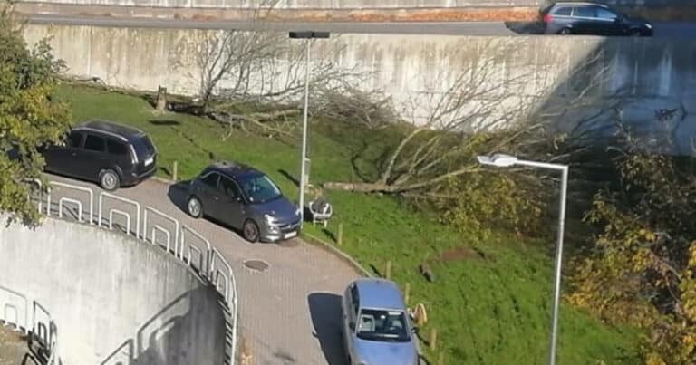 CMB garante que moradores sabiam do abate de árvores na Praça do Bocage